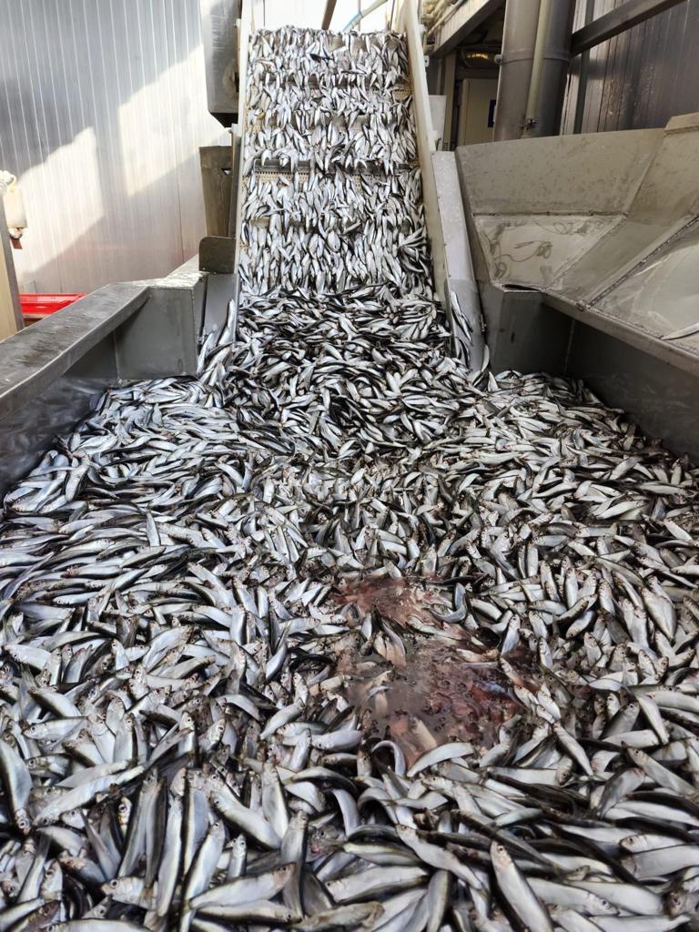 Fresh Baltic sprats ready for processing